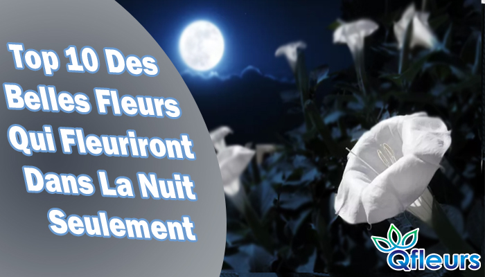 Il Est Brillant La Nuit Seulement Top 10 Des Belles Fleurs Qui Fleuriront Dans La Nuit Seulement - Qfleurs